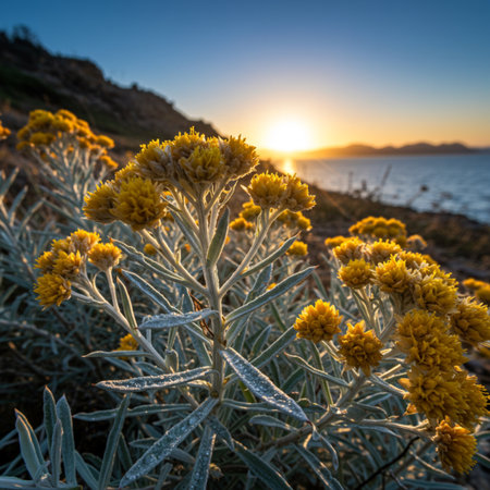 Sunset over the sea with yellow flowers in the foreground, Costa Brava, Catalonia, Spainの素材