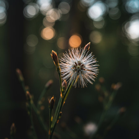 Dandelion flower with bokeh background in the morning.の素材