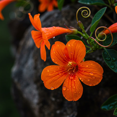 Orange trumpet vine flower with water drops on petals in the gardenの素材