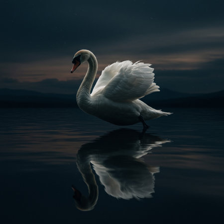 White swan on the lake in the night. Beautiful swan.の素材