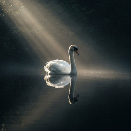 A beautiful white swan swimming on a lake in the sunlight.の素材