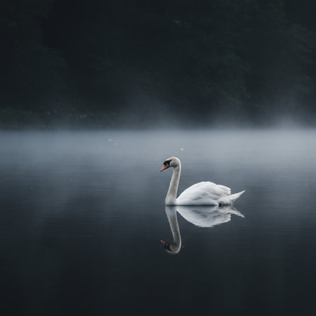 Beautiful white swan swimming on a lake in foggy morningの素材