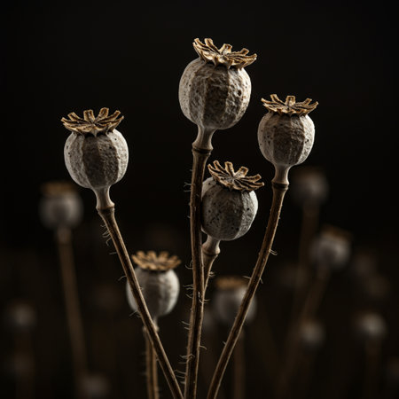 Dry poppy heads on dark background, selective focus, shallow DOFの素材