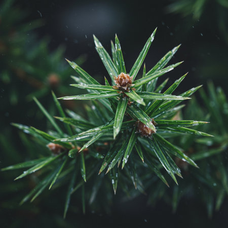 Fir tree branches with dew drops close up. Natural backgroundの素材