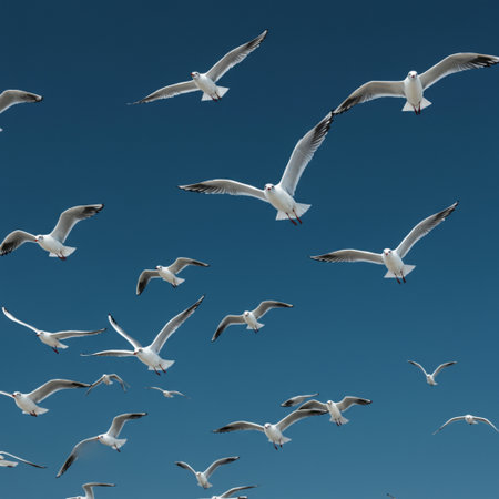 Seagulls flying in the blue sky. Seascape.の素材