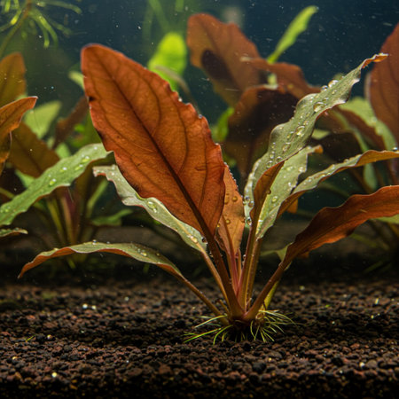 Aquarium plants in the terrarium. Selective focus.の素材