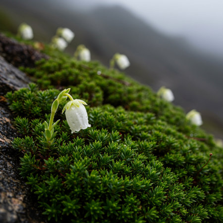 Close up of beautiful snowdrop flowers blooming on the moss.の素材
