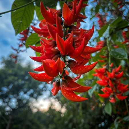 Butea monosperma, Flame of the forest.の素材