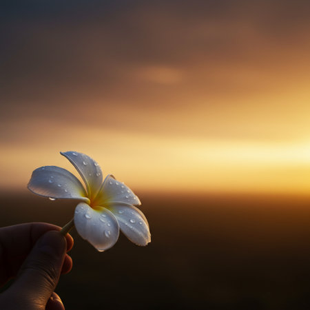 White frangipani flower in hand on sunset background with copy spaceの素材