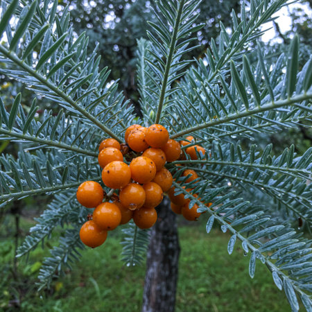 Sea buckthorn berries on the branches of a juniper tree.の素材
