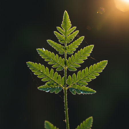 Fern leaves with morning dew on it. Nature background.の素材