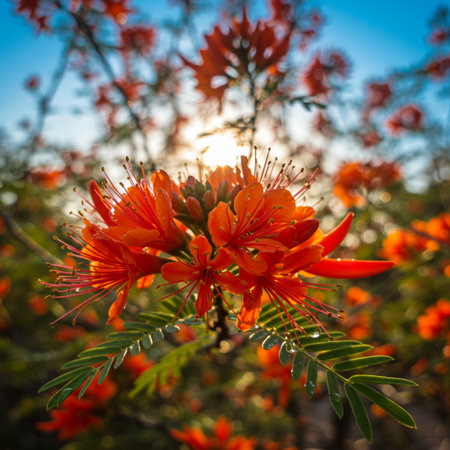 Bright orange flowers on a tree in the rays of the setting sunの素材