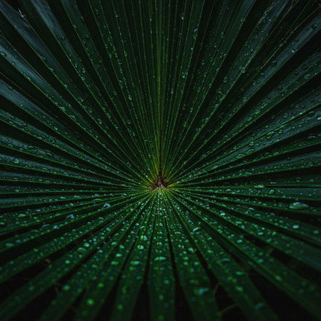 Palm leaf with water drops on dark green background, close up.の素材