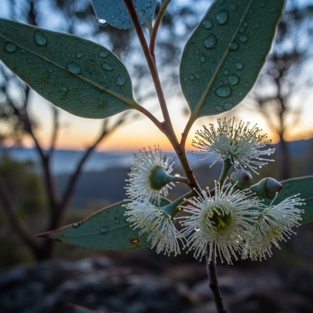 Eucalyptus branch with flowers and leaves at sunset.の素材