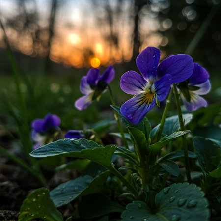 Viola tricolor flower in the meadow at sunset.の素材
