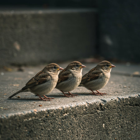 Three sparrows sitting on the concrete floor in the city.の素材