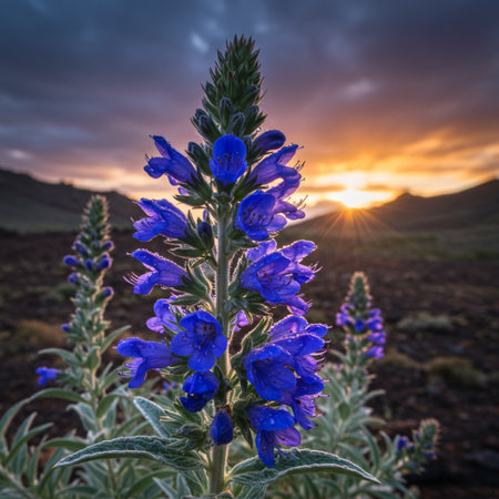Beautiful blue flower on the background of a beautiful sunset sky. Tenerife, Canary Islands, Spainの素材