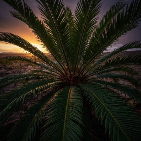 Palm tree at sunset in the desert of Tenerife, Canary Islands, Spainの素材