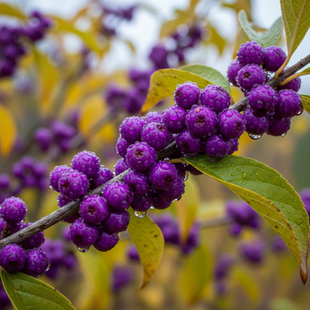 Purple berries with dew drops on the branches of a bushの素材