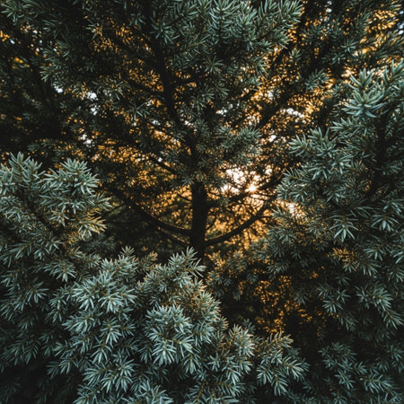 The sun shines through the branches of a coniferous tree.の素材