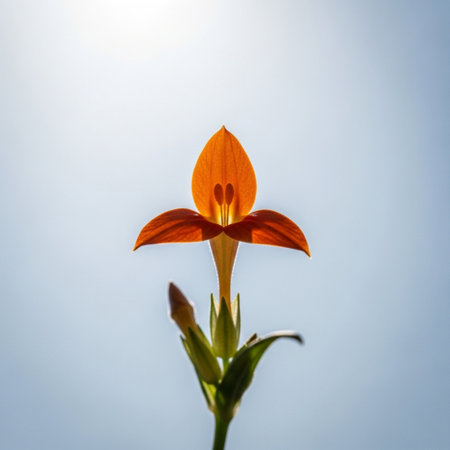 Orange lily flower on a background of blue sky with sun raysの素材