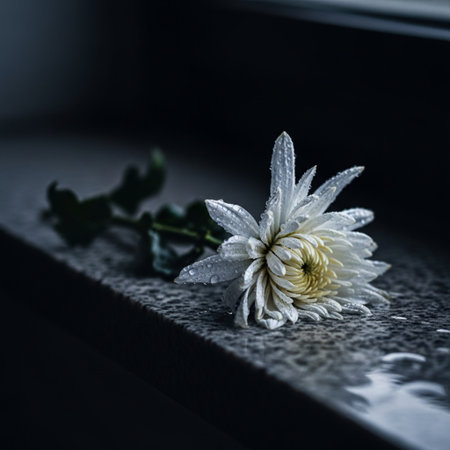 White chrysanthemum with water drops on a black backgroundの素材
