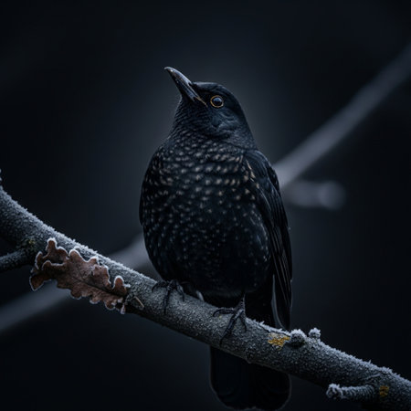 Blackbird on a branch in the winter forest. Black bird in nature.の素材