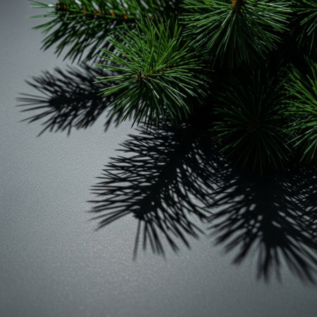 Spruce branches on a gray background with shadows from the tree.の素材