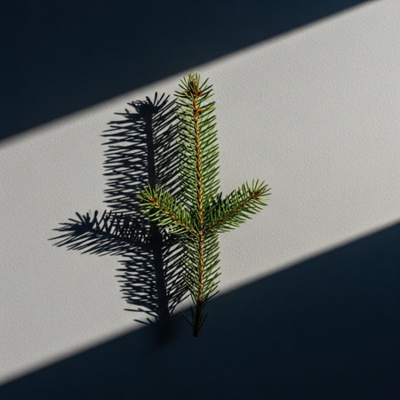 Fir tree branch on a white background with shadows from the sunの素材