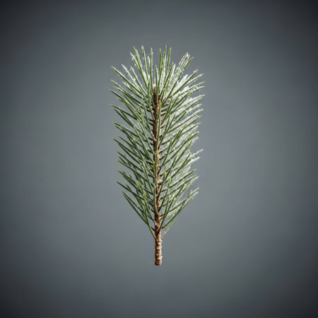 Pine branch isolated on gray background. Christmas or New Year concept.の素材