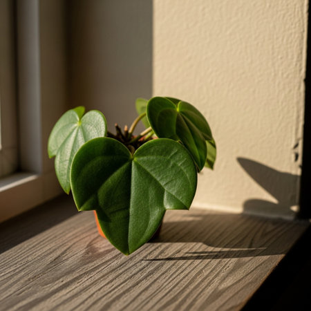 Close-up of a green leaf in a pot on a window sillの素材
