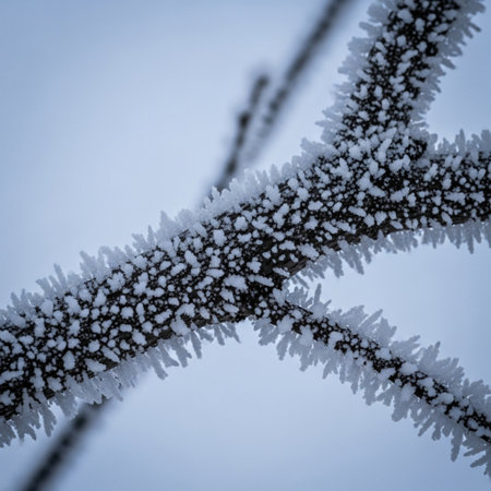 Hoarfrost on a tree branch in winter, closeup of photoの素材
