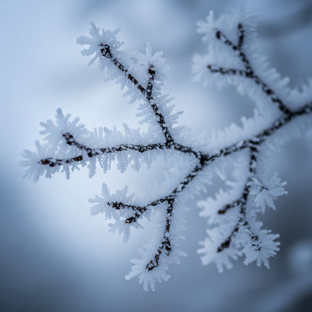 snowflakes on the branches of trees in the winter forestの素材