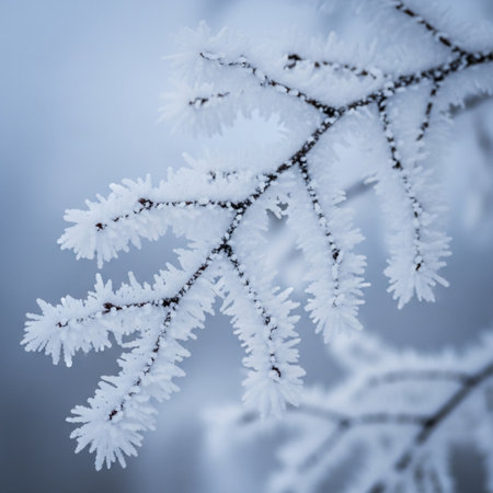 Hoarfrost on the branches of a tree in the winter forestの素材
