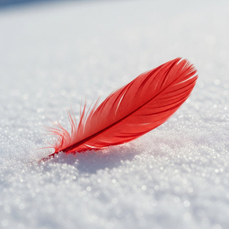 Red feather on the white snow. Shallow depth of field.の素材
