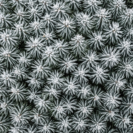 Fir tree branches covered with snow. Winter background. Top view.の素材