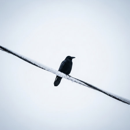 Crow sitting on a wire in winter. Toned image.の素材