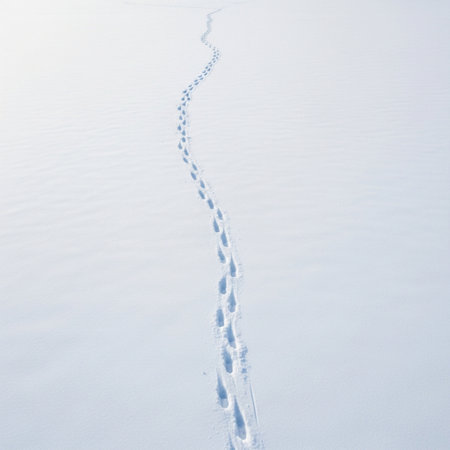 Footprints in the snow, winter landscape, closeup of photoの素材