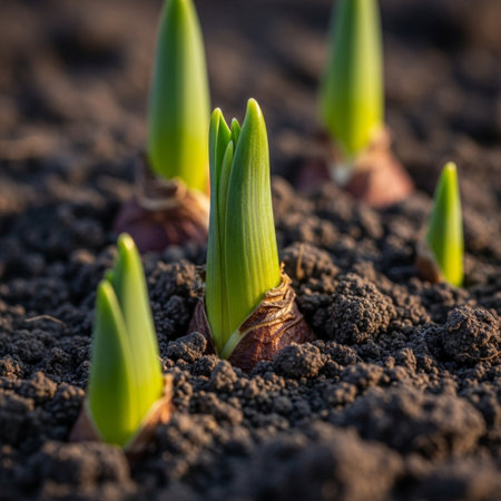 Young sprouts of hyacinth on the ground in the garden.の素材