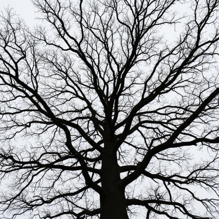Silhouette of a tree with bare branches against a cloudy skyの素材