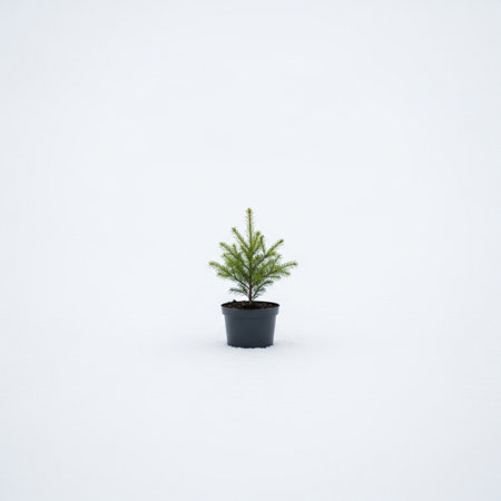 Small pine tree in black pot on white snow background. Selective focus.の素材