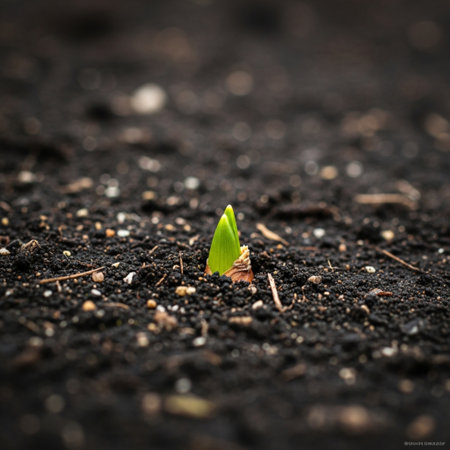 Green seedling growing out of soil, concept of new life.の素材