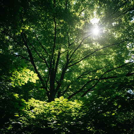 forest trees. nature green wood sunlight backgrounds. sunbeams through the treesの素材