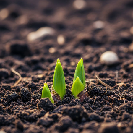 Young sprouts of a hyacinth on the background of the earthの素材