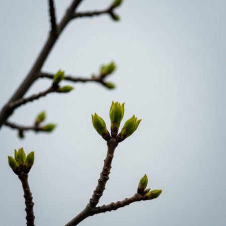Buds on the branches of a tree on a blue sky backgroundの素材