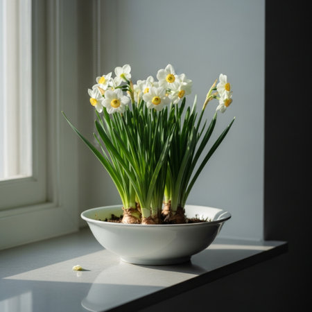 Beautiful daffodils in pot on window sill, closeupの素材