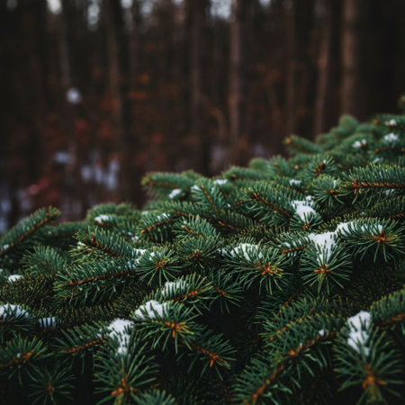 Pine tree branches covered with snow in the winter forest. Christmas backgroundの素材