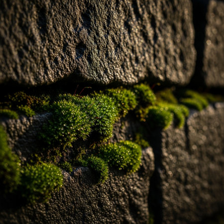 Green moss on a stone wall. Selective focus. Shallow depth of fieldの素材