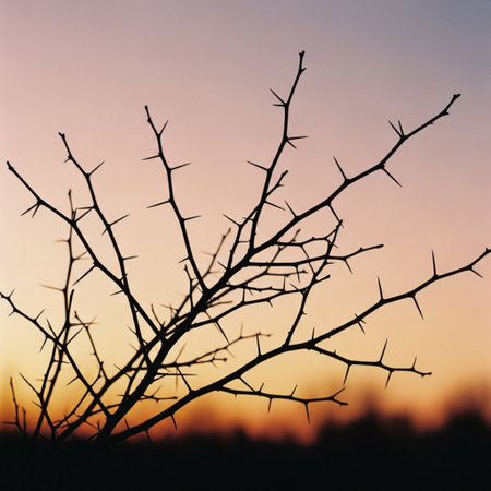 Silhouette of dry branches on the background of the setting sunの素材