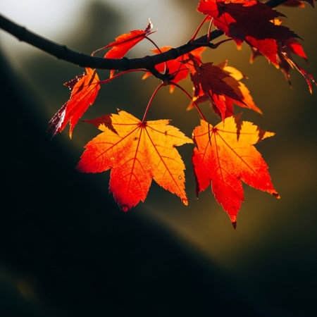 Maple leaves in autumn colors on a tree branch in the forestの素材